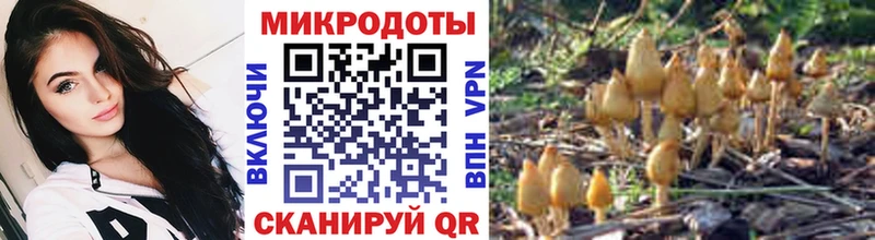 blacksprut   Бежецк  Псилоцибиновые грибы Cubensis 